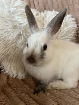 Rescue Bunny Rabbit Rabbits for Adoption in Naples, Florida - Snowball | PetCurious