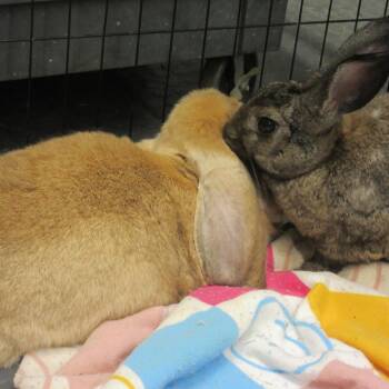 Otter -  Flemish Giant and Mixed Breed Rabbit for Adoption in Wilmington, Delaware - Otter | PetCurious