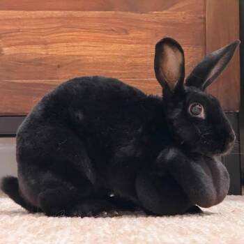 Judy -  Rex Rabbit for Adoption in Charlotte, North Carolina - Judy | PetCurious