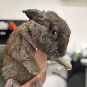 Biscuit Bouncer -  American Rabbit for Adoption in Freeport, Florida - Biscuit Bouncer | PetCurious