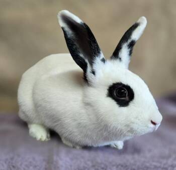 Calista -  Rex Rabbit for Adoption in Salinas, California - Calista | PetCurious