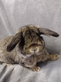 Holland Lop Rabbits Available for Adoption in Plymouth, Michigan - Owen | PetCurious