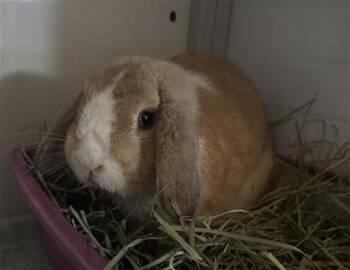 HANS -  Bunny Rabbit Rabbit for Adoption in Camarillo, California - HANS | PetCurious