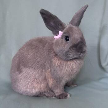 Chewy -  American Rabbit for Adoption in Columbia, Maryland - Chewy | PetCurious