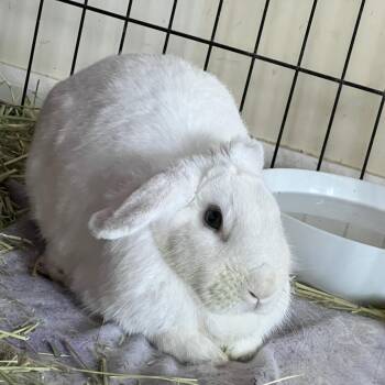 Jan Gogh -  New Zealand Rabbit for Adoption in Huntsville, Alabama - Jan Gogh | PetCurious