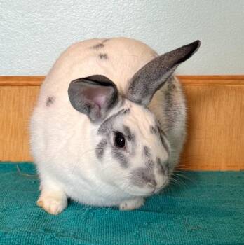 Rescue English Spot Rabbits for Adoption in Columbia, Maryland - Dahlia (Bonded To Blossom) | PetCurious
