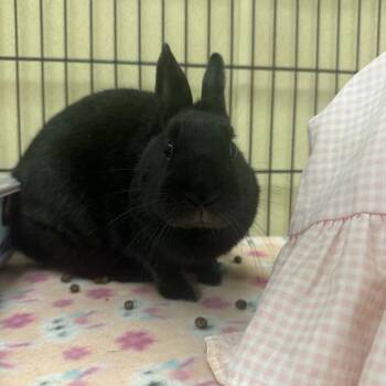 Tap Dance -  Netherland Dwarf Rabbit for Adoption in Chicago, Illinois - Tap Dance | PetCurious