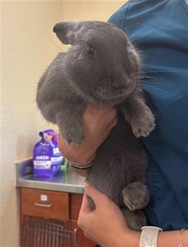Bunny Rabbit Rabbits Available for Adoption in Fort Myers, Florida - THUMPER | PetCurious