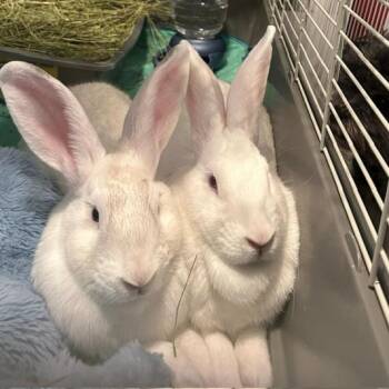 Gouda -  American Rabbit for Adoption in Plumsted, New Jersey - Gouda | PetCurious