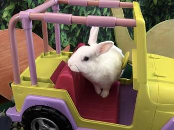 Miriam -  Polish and Hotot Rabbit for Adoption in Lakeville, Minnesota - Miriam | PetCurious