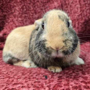 Rescue Harlequin Rabbits for Adoption in Evansville, Indiana - Caramel | PetCurious