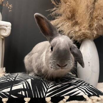 Leep -  American Rabbit for Adoption in Charlotte, North Carolina - Leep | PetCurious
