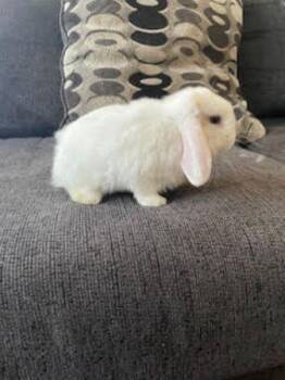 Kaito -  Holland Lop Rabbit for Adoption in Santa Cruz, California - Kaito | PetCurious