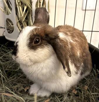Mabel -  American Rabbit for Adoption in Oakland, California - Mabel | PetCurious