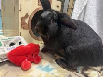 Mini Lop Rabbits Available for Adoption - Steinway | PetCurious