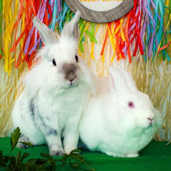 Rescue Lionhead Rabbits for Adoption in Long Beach, California - Celine | PetCurious