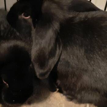 Blueberry -  Holland Lop Rabbit for Adoption in Nampa, Idaho - Blueberry | PetCurious