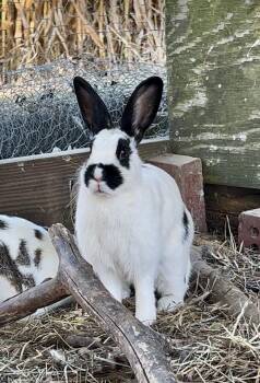 Rescue Bunny Rabbit Rabbits for Adoption in Matthews, Indiana - Oreo | PetCurious