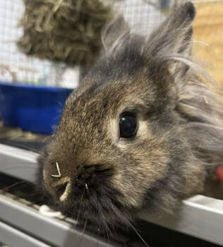 Rescue Lionhead Rabbits for Adoption in Kalamazoo, Michigan - Pickles | PetCurious