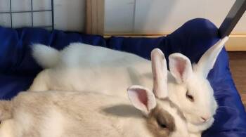 Marshmallow Fluff -  Bunny Rabbit Rabbit for Adoption in Melbourne, Florida - Marshmallow Fluff | PetCurious