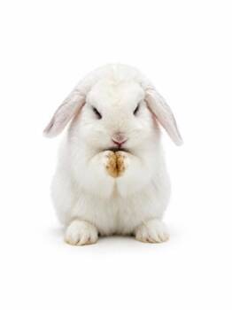 Bubbles -  Holland Lop Rabbit for Adoption in Bowling Green, Kentucky - Bubbles | PetCurious
