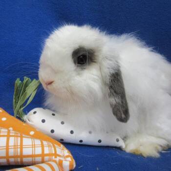 American Fuzzy Lop Rabbits Available for Adoption - Rupert | PetCurious