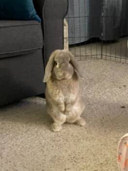 Lop Eared Rabbits Available for Adoption in Santa Cruz, California - Tofu | PetCurious