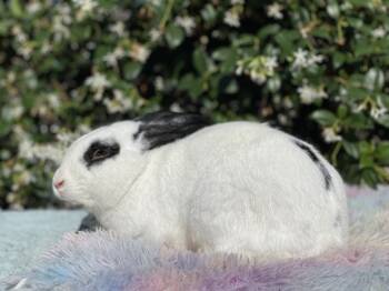 Rescue English Spot Rabbits for Adoption in Holiday, Florida - Wyatt (& Debbie) | PetCurious