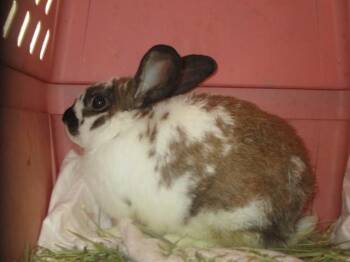 A384762 -  Bunny Rabbit Rabbit for Adoption in Ocala, Florida - A384762 | PetCurious
