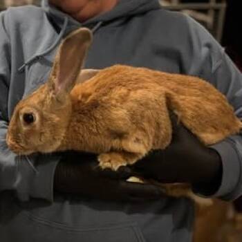 Rescue Flemish Giant Rabbits for Adoption in Nampa, Idaho - Clementine | PetCurious