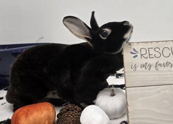 Rescue Rex Rabbits for Adoption in Westford, Massachusetts - Umbra | PetCurious