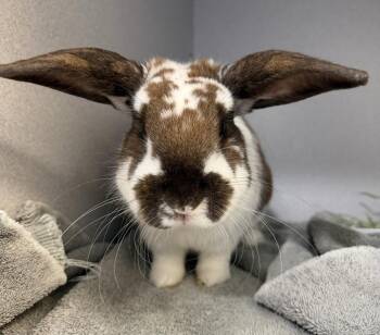 Fred -  Lop Eared Rabbit for Adoption in Great Neck Plaza, New York - Fred | PetCurious