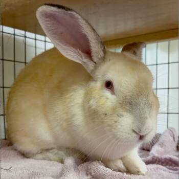Yuki -  Californian Rabbit Available for Adoption in Mill Valley, California - Yuki | PetCurious