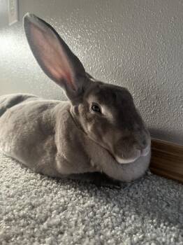 Arpy -  Rex Rabbit for Adoption in Gig Harbor, Washington - Arpy | PetCurious