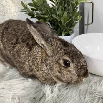 Rescue Bunny Rabbit Rabbits for Adoption in Columbia, South Carolina - Oakley | PetCurious