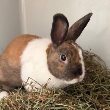 Lucas -  Dutch Rabbit for Adoption in Kennesaw, Georgia - Lucas | PetCurious