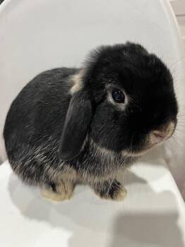Rescue Holland Lop and Silver Marten Rabbits for Adoption in Los Angeles, California - Kitty | PetCurious