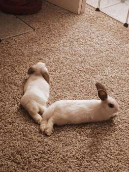 English Spot and Lop Eared Rabbits Available for Adoption - Bubbly And Sprite | PetCurious
