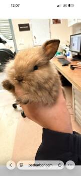 Bam Bam -  Lionhead Rabbit for Adoption in Santa Cruz, California - Bam Bam | PetCurious