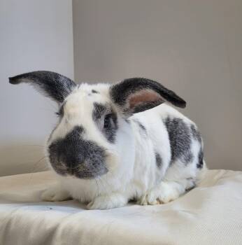 Bunny Rabbit Rabbits Available for Adoption in Delson, Quebec - Wilson | PetCurious