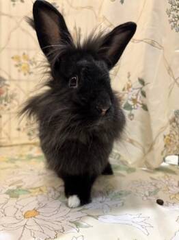 Judy Hopps -  Lionhead and Bunny Rabbit Rabbit Available for Adoption in Quakertown, Pennsylvania - Judy Hopps | PetCurious
