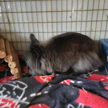 Rescue Jersey Wooly Rabbits for Adoption in Gig Harbor, Washington - Teddy | PetCurious