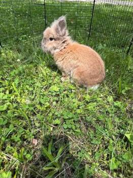 Randolph (Male) -  Lionhead Rabbit for Adoption in West Grove, Pennsylvania - Randolph (Male) | PetCurious