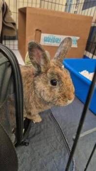 Poppy -  Bunny Rabbit Rabbit for Adoption in Montreal, Quebec - Poppy | PetCurious