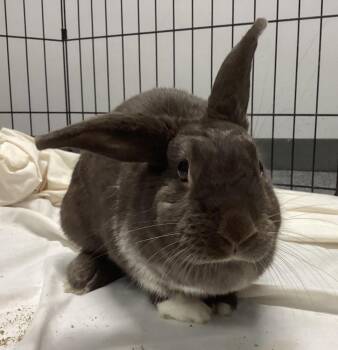 Tootsie -  Bunny Rabbit Rabbit for Adoption in Westford, Massachusetts - Tootsie | PetCurious
