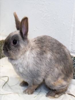 Netherland Dwarf Rabbits Available for Adoption in Boston, Massachusetts - CORA | PetCurious