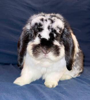 Oreo -  Holland Lop Rabbit for Adoption in Paradis, Louisiana - Oreo | PetCurious