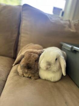 Rescue Holland Lop Rabbits for Adoption in Birmingham, Alabama - Meeko And Thumper | PetCurious