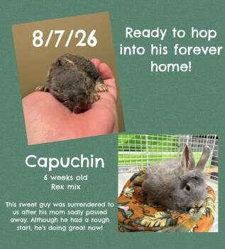 Capuchin -  Rex Rabbit for Adoption in Howell Township, New Jersey - Capuchin | PetCurious