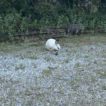 Bunny Rabbit Rabbits Available for Adoption in Asheville, North Carolina - Skittles | PetCurious